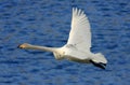 Whooper Swan with GPS tracking device Royalty Free Stock Photo