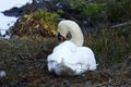 Whooper Swan on her nest preening Royalty Free Stock Photo