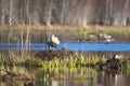 Whooper Swan Royalty Free Stock Photo