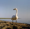 Whooper swan at a lake Royalty Free Stock Photo