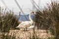 Whooper swan in natural habitat. Swans are birds of the family Anatidae within the genus Cygnus