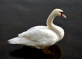 The whooper swan is one of the largest birds in the Czech Republic. He has a long, white body with a short tail, black legs and a