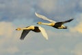 Whooper swan Royalty Free Stock Photo