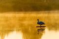 Whooper swan on reflecting on sunset shiny lake