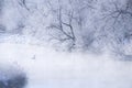 Whooper swan roosting in the river. Landscape of mystical and foggy environment at river. Otowa bridge.