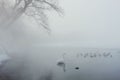 Whooper swan and a sord of mallards swimming near to the shore of Lake Kussharo, Hokkaido, Japan Royalty Free Stock Photo