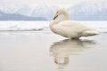 Whooper Swan