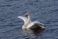 Whooper swan swimming