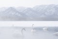 Whooper Swan swimming at Lake Kussharo in Hot water springs in mystic environment Royalty Free Stock Photo