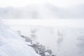 Whooper Swan swimming at Lake Kussharo in Hot water springs in mystic environment