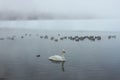 Whooper swan swimming with a sord of mallards in Lake Kussharo, Hokkaido, Japan Royalty Free Stock Photo