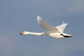 Whooper Swan, Wilde zwaan, Cygnus cygnus Royalty Free Stock Photo