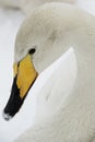 Whooper Swan 2