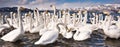 Whooper Swans Royalty Free Stock Photo