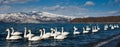 Whooper Swans Royalty Free Stock Photo