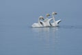 Whooper Swans