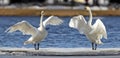 Whooper Swans Royalty Free Stock Photo