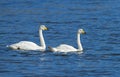 Whooper swans