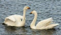 Whooper Swans