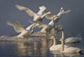 Whooper Swans arrive from Iceland Royalty Free Stock Photo