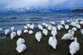 Whooper swans at Lake Kussharo, Japan, in winter