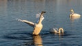 Whooper swans captured swimming in a scenic lake on a sunny day Royalty Free Stock Photo