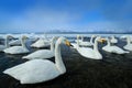 Whooper Swans, Cygnus cygnus, birds in the nature habitat, Lake Kusharo, winter scene with snow and ice in the lake, foggy Royalty Free Stock Photo