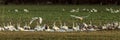 Whooper swans, Cygnus cygnus, and cranes, Grus grus