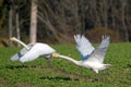 Whooper swans Royalty Free Stock Photo