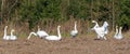 Whooper swans Royalty Free Stock Photo