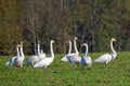 Whooper swans Royalty Free Stock Photo