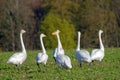 Whooper swans Royalty Free Stock Photo