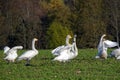 Whooper swans Royalty Free Stock Photo