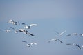 Whooper swans Royalty Free Stock Photo