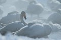 Whooper Swans Cygnus cygnus in the Lake of Kussharo. The unique natural beauty of Hokkaido, Japan, close up bird portrait,birdin Royalty Free Stock Photo