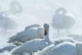 Whooper Swans Cygnus cygnus in the Lake of Kussharo. The unique natural beauty of Hokkaido, Japan, close up bird portrait,birdin Royalty Free Stock Photo