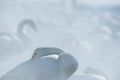 Whooper Swans Cygnus cygnus in the Lake of Kussharo. The unique natural beauty of Hokkaido, Japan, close up bird portrait,birdin Royalty Free Stock Photo