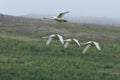 Whooper swans & x28;Cygnus cygnus& x29; Iceland Royalty Free Stock Photo