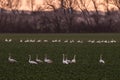 Whooper swans, Cygnus cygnus, in winter on a field