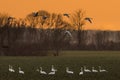 Whooper swans, Cygnus cygnus, in winter on a field