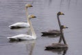 Whooper swans, Cygnus cygnus, in winter, germany