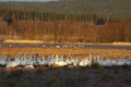 Resting Whooper swans, Cygnus cygnus Royalty Free Stock Photo