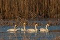 Whooper Swans , Cygnus cygnus, in winter in germany Royalty Free Stock Photo