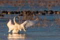 Whooper Swans , Cygnus cygnus, in winter in germany Royalty Free Stock Photo
