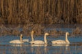 Whooper Swans , Cygnus cygnus, in winter in germany Royalty Free Stock Photo