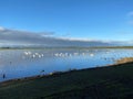 Whooper Swans, Ducks and Geese on the water Royalty Free Stock Photo