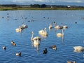 Whooper Swans, Ducks and Geese on the water Royalty Free Stock Photo