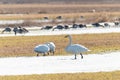 Whooper swans Eating in Partly Snowy Field