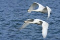 Whooper Swans in Flight Royalty Free Stock Photo