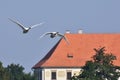 Whooper swans in flight